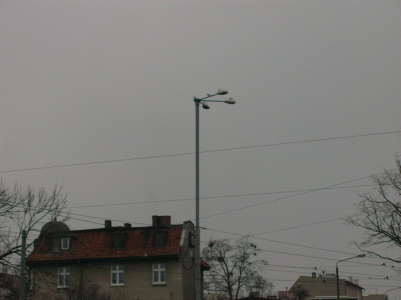 półkwiat (800 x 600).jpg