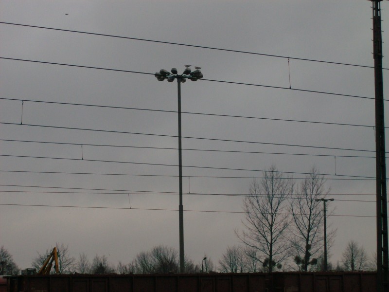 HPIM0982 (800 x 600).jpg