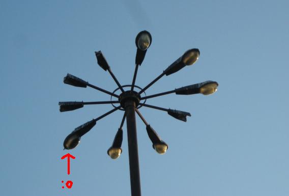 kwiat2.JPG