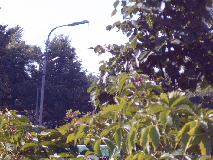 IMG00122 (704 x 528).jpg