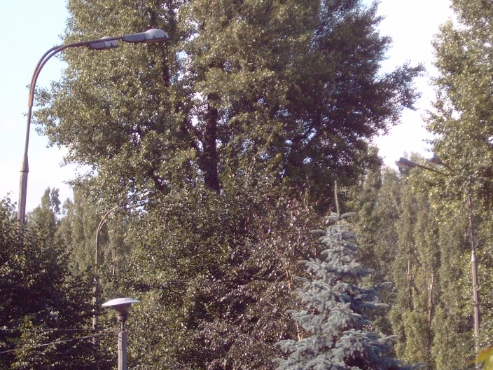 IMG00123 (704 x 528).jpg