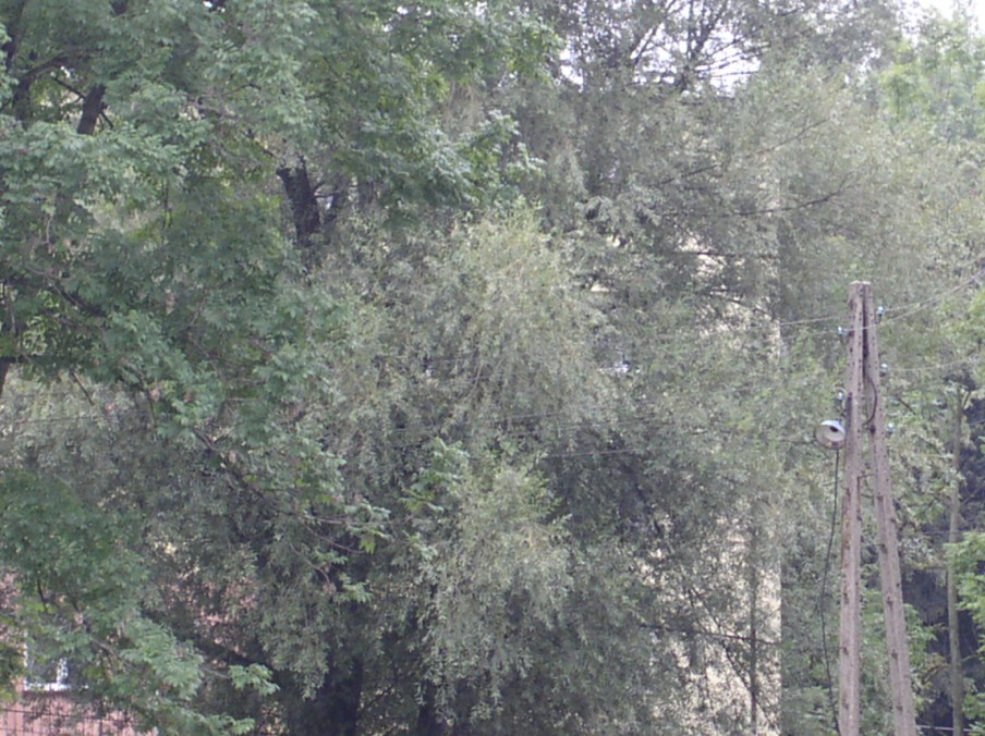 P9010033.jpg