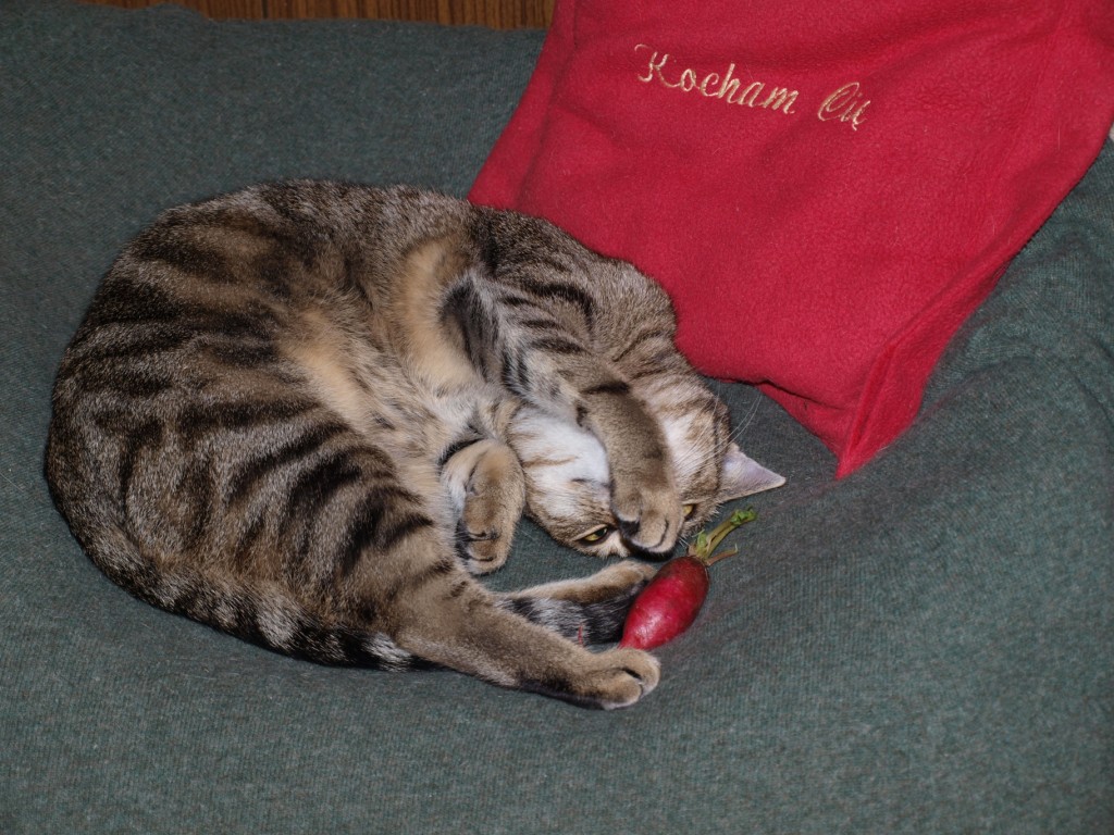 Obrazek