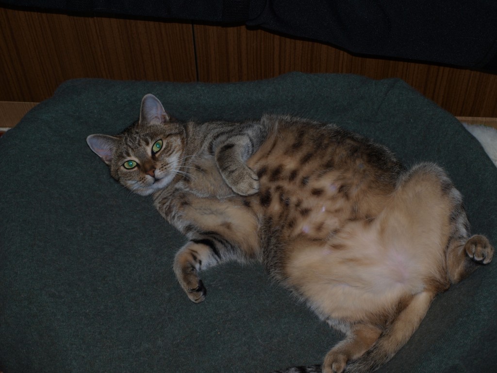 Obrazek