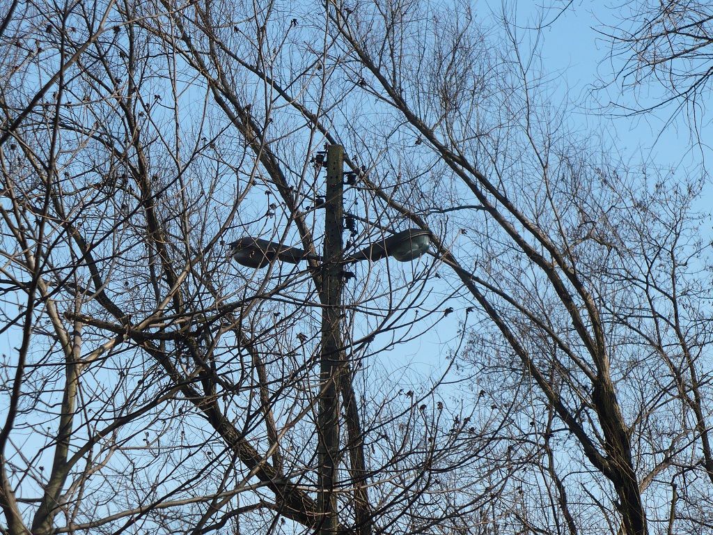 Kraków, połowy klasyków