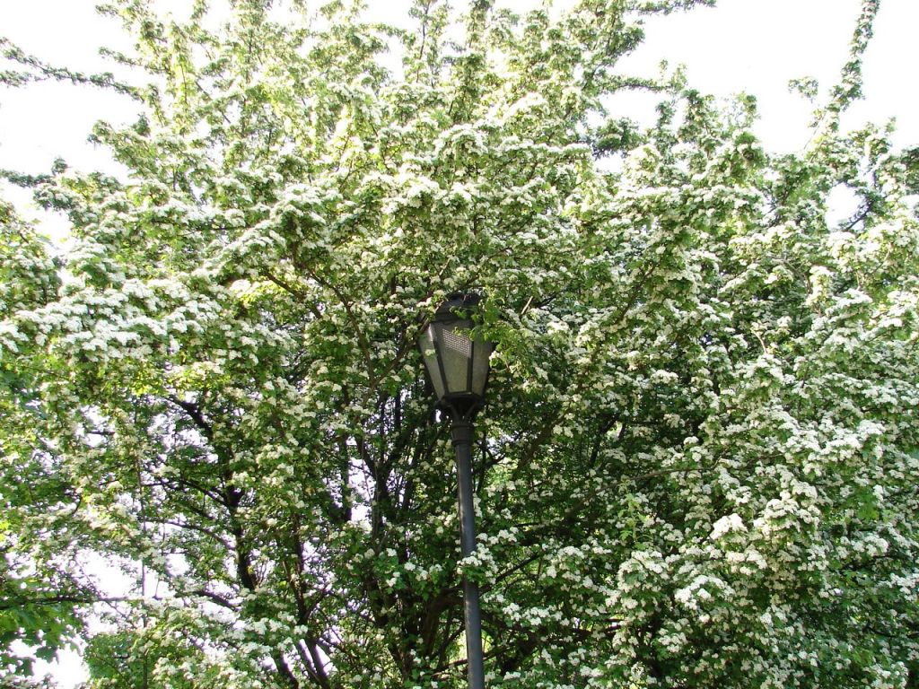 DSC05252