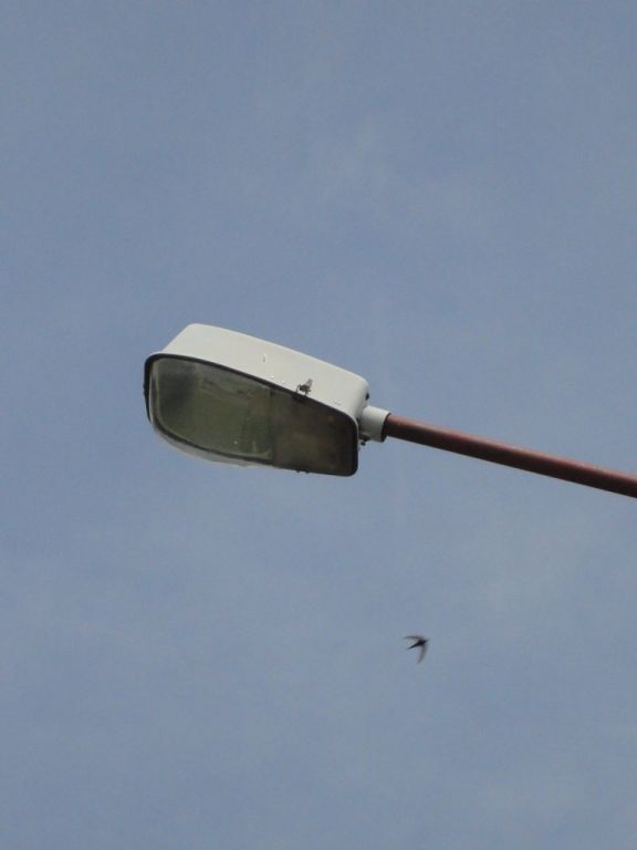 Żukowo 13